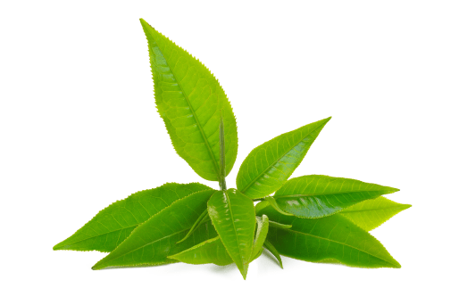 Vecna - Organic & Grocery Marketplace WordPress Theme